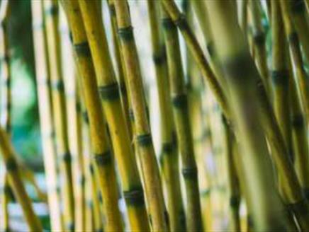 Bamboos in Your Garden at Sir Harold Hillier Gardens