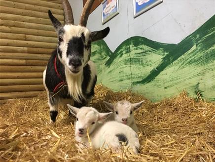 Easter Eggstravaganza at Finkley Down Farm