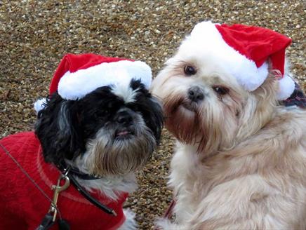 Festive Woofs and Wellies at Queen Elizabeth Country Park