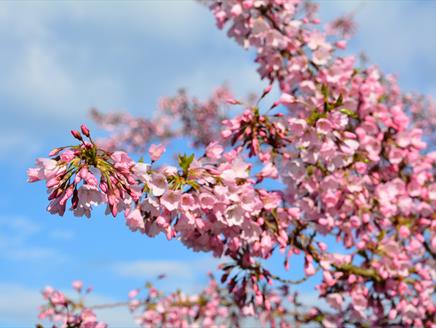 Spring Blossom - Guided Tour at Sir Harold Hillier Gardens