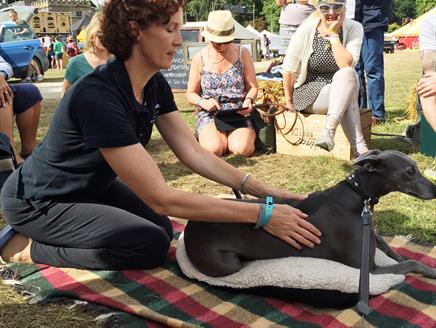 Dogs Days of Summer: Pet Massage and Stretch Class at Heckfield Place