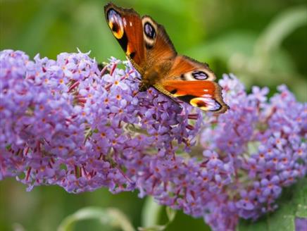 Butterfly Guided Walk - Guided Tour at Sir Harold Hillier Gardens
