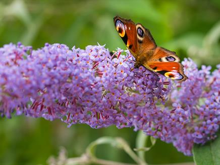 Butterfly Guided Walk at Sir Harold Hillier Gardens