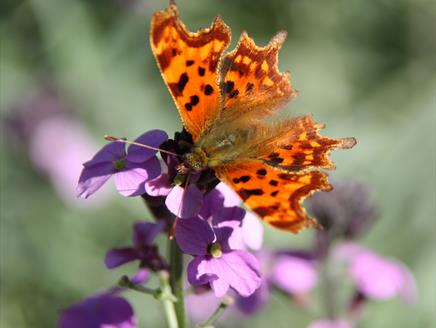 Family Big Butterfly Hunt at Sir Harold Hillier Gardens
