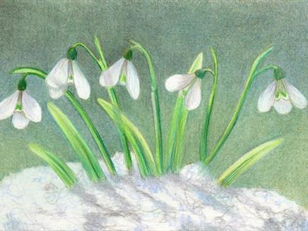 Snowdrops in Coloured Pencils Workshop at Sir Harold Hillier Gardens