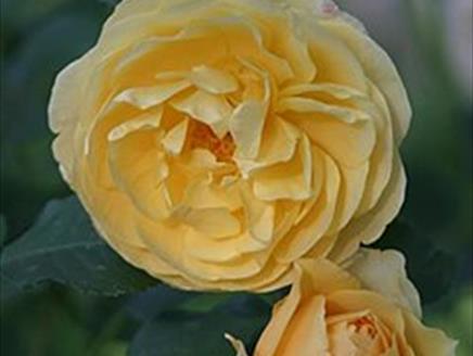 Heritage Roses with David Stone - Lecture Lunch at Sir Harold Hillier Gardens