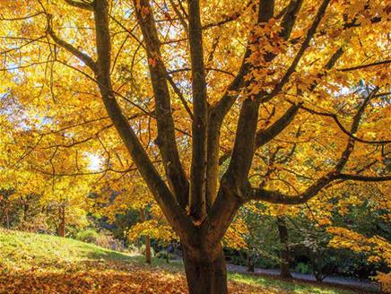 Autumn Coloured Trees