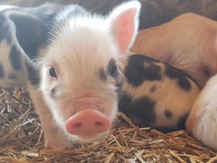 Summer Holiday Farm Open Days at Miller's Ark
