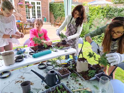 Create a Bonsai Experience at Streamside Trees