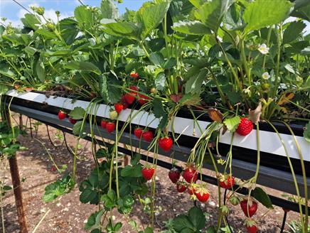 Strawberries at Bourne Valley PYO