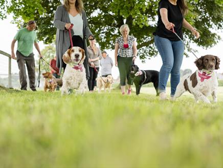 Great British Dog Walk at Buckler's Hard