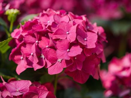 Hydrangea Pruning Class at Sir Harold Hillier Gardens