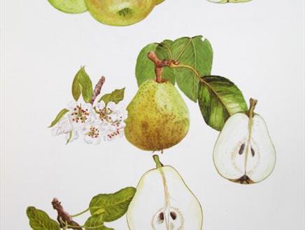 Painting Fruits and Seeds Botanical Art Workshop at Sir Harold Hillier Gardens