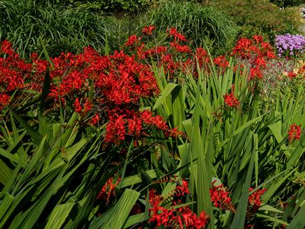 Midsummer Evening Garden Tour at Sir Harold Hillier Gardens