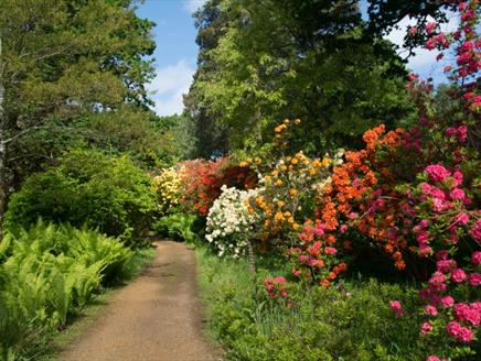 Rhododendron Woodland - Guided Tour at Sir Harold Hillier Gardens