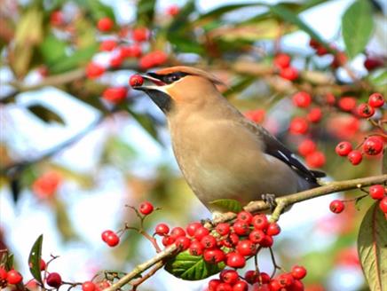 Dawn Chorus Bird Walk with Breakfast at Sir Harold Hillier Gardens