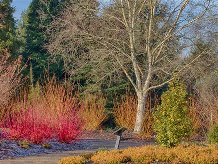 The Winter Garden - Masterclass at Sir Harold Hillier Gardens