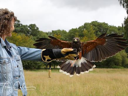 Hampshire Hawk Walks