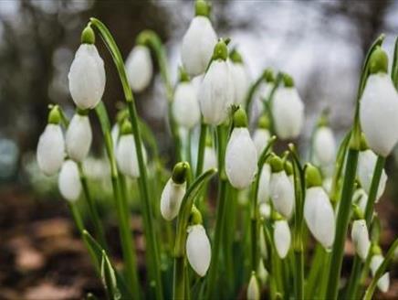 Winter Garden Walk at Sir Harold Hillier Gardens