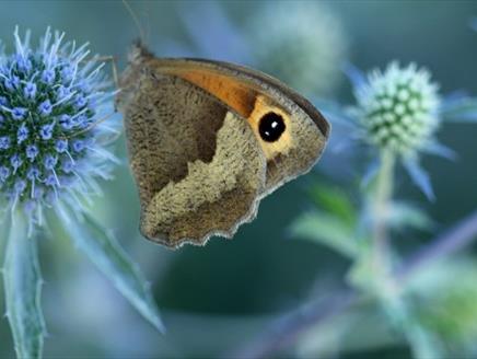 Planting for Pollinators Class at Sir Harold Hillier Gardens