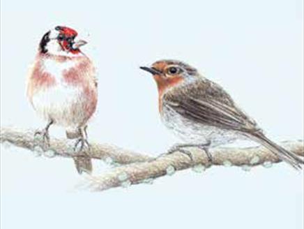 Garden Birds in Coloured Pencils