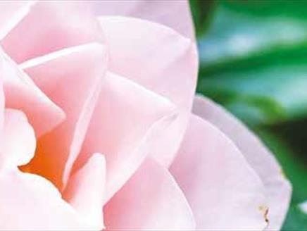 Spring Flowers Guided Evening Tour at Sir Harold Hillier Gardens