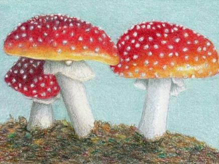 Fungi in Colour Pencils at Sir Harold Hillier Gardens