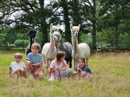 Petlake Alpacas