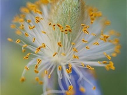 International Garden Photographer of the Year