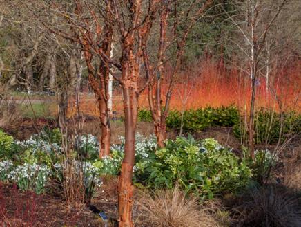 Gardeners' Breakfast and Tour - Guided Tour at Sir Harold Hillier Gardens