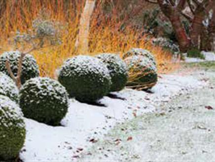 Christmas Gardener's Breakfast and Tour