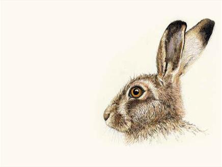 Portrait of a Wild Hare