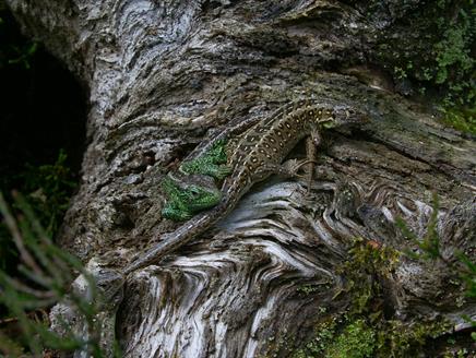 Sand lizards on a tree at New Forest Reptile Centre