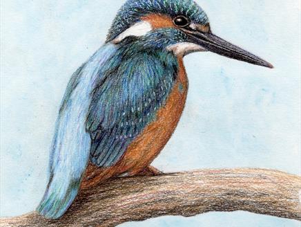 Kingfisher in Colour Pencils – Art Workshop