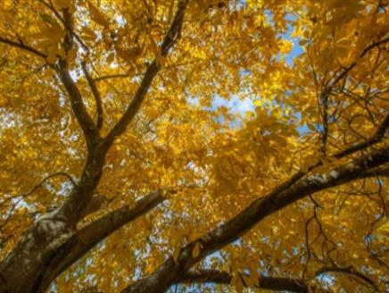 Autumn Coloured Trees - Guided Tour at Sir Harold Hillier Gardens