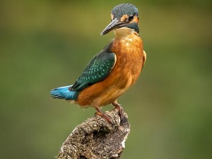 50/50 Photo & Paint - Art Exhibition at Sir Harold Hillier Gardens