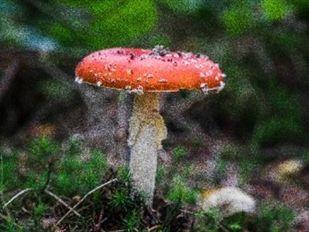 Fungi Weekend at Sir Harold Hillier Gardens