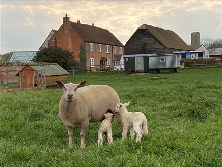 Michelmersh Manor Farm