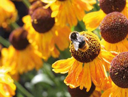 Sweet on Honey at Sir Harold Hillier Gardens