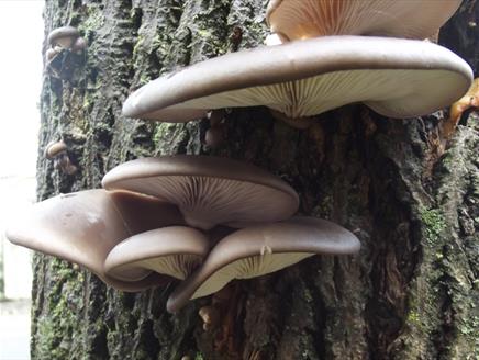 Spring Foraging Course at Queen Elizabeth Country Park