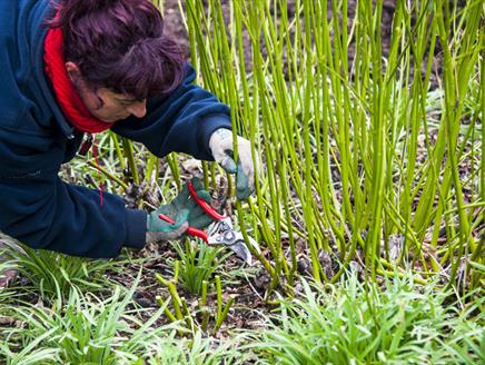 How To: Winter Pruning Class at Sir Harold Hillier Gardens