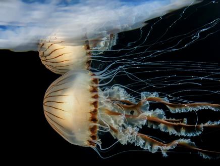 Underwater Photographer of the Year 2023 at Gosport Museum and Art Gallery