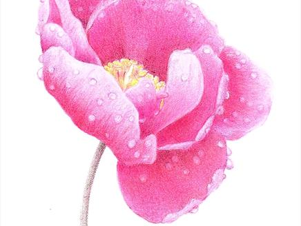 Art Workshop: Peony in Coloured Pencil at Sir Harold Hillier Gardens