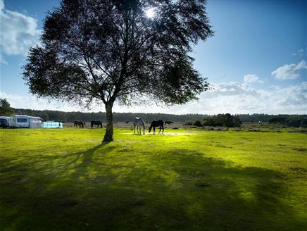 Aldridge Hill Caravan and Campsite, New Forest