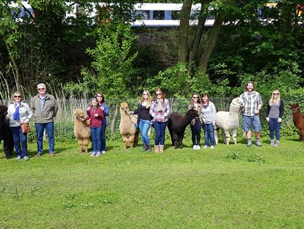 Hensting Alpacas