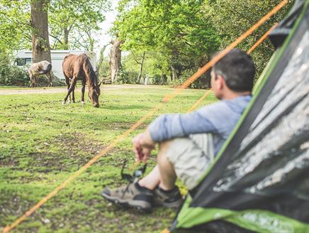 Ashurst Campsite, New Forest