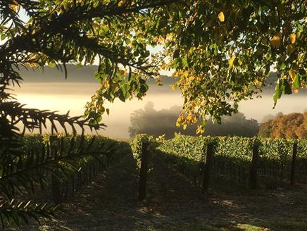 Hambledon Vineyard Tours