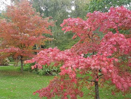Autumn Colour Walk With Furzey Gardener Head Gardener Pete White