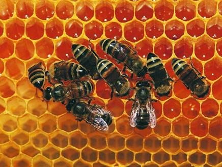 The Bees at the Bottom of my Garden