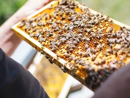 Beer, Bread & Bees Festival at Butser Ancient Farm